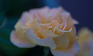 0109 Rose 1